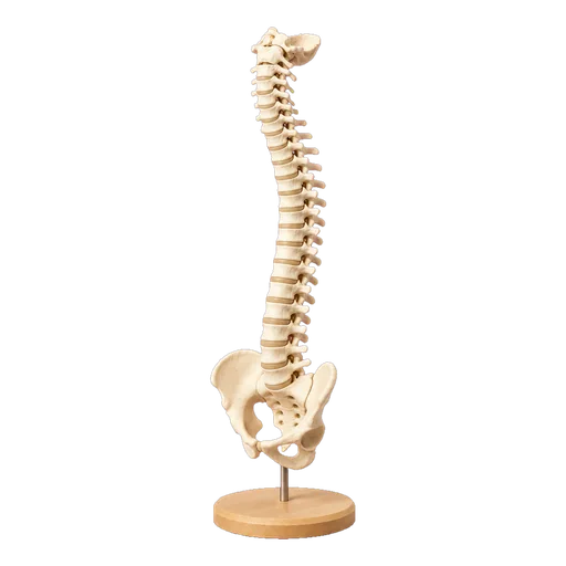 Anatomisches Wirbelsäulenmodell auf hellem Holzsockel